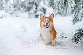 Looking for a different dog color? Corgi Hd Wallpapers Free Download Wallpaperbetter
