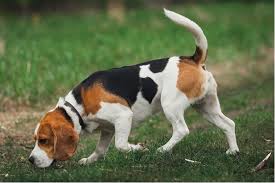 Image result for bígl