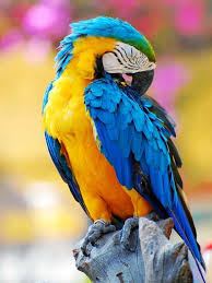 Epingle Par Lapalettedecouleurs En Videos Sur Oiseaux En 2020 Image Perroquet Ara Bleu Perroquet Ara