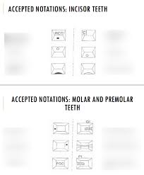 Dental Notation And Charting Diagram Quizlet
