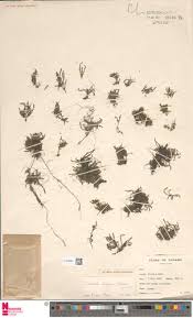 Image result for Tristicha trifaria