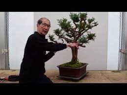 Originally found in the northern mediterranean area, this bonsai will tolerate temporary periods indoors making. Cypress Bonsai Re Shape Youtube