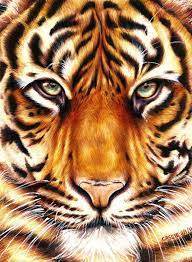 Tiger Amazing Animal Drawings From Great Pencils Amazingpencildrawings Art Tigre Dessin D Animal Art Animalier