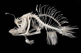 Maybe you would like to learn more about one of these? 17 Id Studio Ideas Angler Fish Deep Sea Creatures Fish