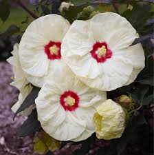 Jul 25, 2021 · 4.5 in. Walters Gardens And Proven Winners Perennials Garden Center Magazine