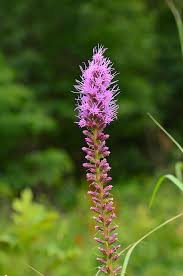 Image result for Pycnostachys schliebenii