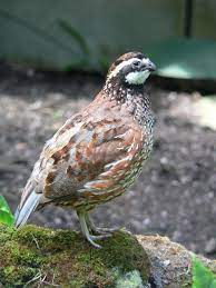 It almost feels like we could sense their softness! Northern Bobwhite Wikipedia
