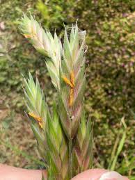 Image result for Bromus catharticus