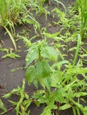 Image result for Micrococca mercurialis