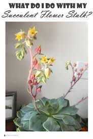 Succulents are beautiful little plants that you can easily grow in your homes. Pin On Gardening