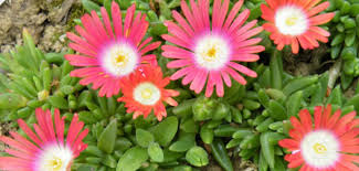 Image result for Kalanchoe dyeri