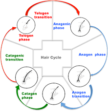 The first phase of the cycle, the anagen phase, is the period where we can actually see hair growth. Pbm And Stem Cells In Hair Regrowth Book Chapter Iopscience