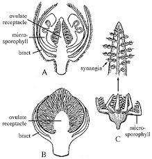 Image result for Andropterum