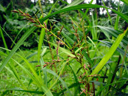 Image result for Scleria