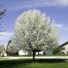 It would be worth trying in zone 2 as well, meaning that they can grow in saskatoon, regina, edmonton, thunder bay or winnipeg without trouble! Bradford Flowering Pear Tree Naturehills Com