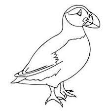 Supercoloring.com is a super fun for all ages: Top 10 Puffin Coloring Pages For Toddlers Bird Drawings Coloring Pages Puffin