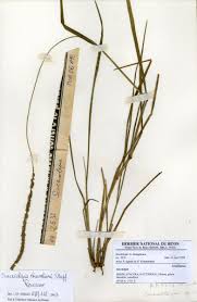 Image result for Sacciolepis chevalieri