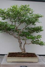 100 Ideias De Bonsai Como Transf Bonsai Arvores Bonsai Jardim Bonsai