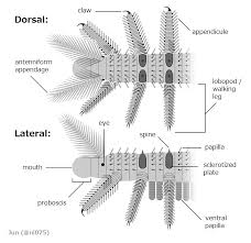 Image result for Orthopichonia