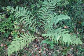 Image result for Athyrium lewalleanum