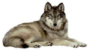 White Wolf Png Image Picture Download Png Image Animals Wolf Clipart Cartoon Animals