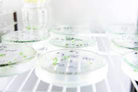 We did not find results for: What Is Suspension Culture Plant Cell Technology Your Partner In Plant Tissue Culture