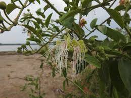 Image result for Capparis tomentosa