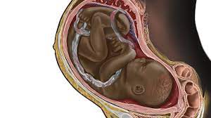 A viral image of a Black fetus is highlighting the need for diversity in  medical illustrations | CNN