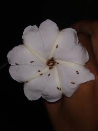 Image result for Rhipidoglossum ovale