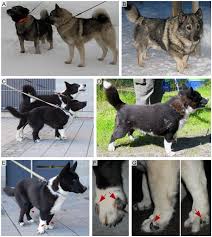 Chondrodysplastic And Normal Norwegian Elkhounds And Karelian Bear Download Scientific Diagram .beardogs, typically known as burly carnivorans that really do look like a cross between a bear and a dog. karelian bear