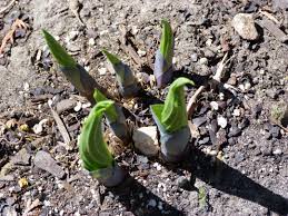 Sometimes gardeners need to move their hostas. It S Spring Don T Step On The Hostas Petiolejunction