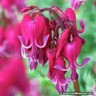 Red Fountain Bleeding Heart Bleeding Heart Deer Resistant Perennials Perennials