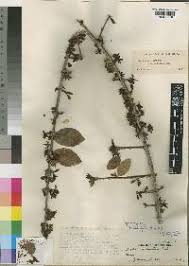 Image result for Feretia