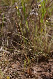 Image result for Xyris anceps