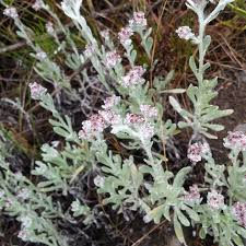 Image result for Vellereophyton dealbatum