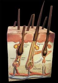 Célage, centre laser à lyon 2. Centre D Epilation Definitive Au Laser Homme Et Femme Lyon Cabinet Medical Du Dr Jean Pierre Gobin