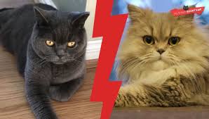 We offer fob ningbo shanghai or exw price based on your quantity and demands sample fees: British Shorthair Or Persian Cat My British Shorthair