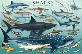 laminated sharks science educational chart poster print 24x36