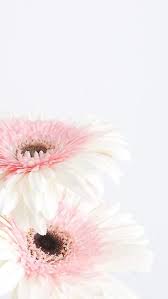White And Pink Gerberas Pretty Wallpaper Iphone Flower Phone Wallpaper Nature Iphone Wallpaper