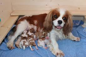 Anyone who has ever owned one of these delightful and beautiful dogs will know what i mean. Www Ausdenzauberwolken De Cavalier King Charles Spaniel
