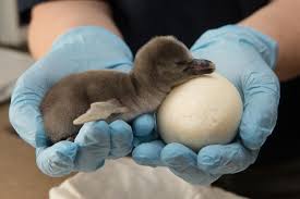 The squeaker uses an egg tooth to hammer his way out of the egg.कबूतर के अंडे को पकड़ने. The Penguins Are Hatching At Oregon Zoo Zooborns
