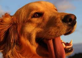 Funny Dog Video Of Aussie Pooch Refusing Essential Exercise Goes Viral