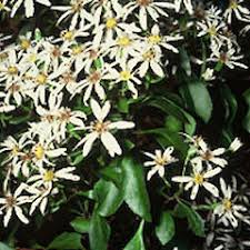 Image result for Vigna kirkii