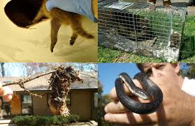 Professional wildlife removal company servicing baltimore, md. Trapping Animals Wildlife Removal Animal Control Prevention