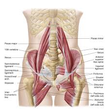 Anatomy Of Iliopsoa Also Known As The Dorsal Hip Muscles Wall Art Canvas Prints Framed Prints Wall Peels Muscle Anatomy Hip Anatomy Hip Muscles