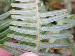 Image result for Dicranopteris elegantula