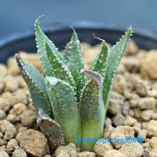 Image result for Euphorbia depauperata