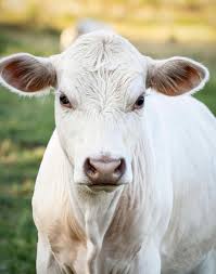 11x14 Color Print Charolais Cow Etsy In 2020 Cow Photography Cow Photos Cow Pictures