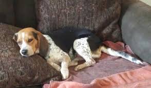Maybe you would like to learn more about one of these? My Blue Tick Beagle Blue Tick Beagle Beagle Breeds Beagle Puppy