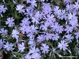 Herbaceous plants deer generally eat include crocus, dahlias, daylilies, hostas, impatiens, phlox, and trillium. Top Ten Deer Resistant Plants For The Hudson Valley Hudson Valley Gardens